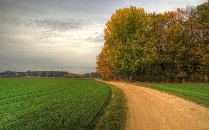 Dirt road curves through autumn trees and green field
