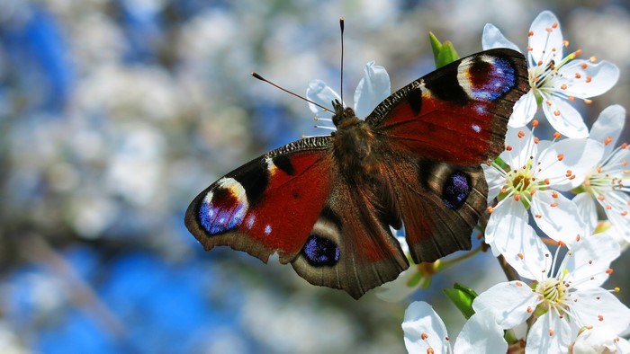 4K Peacock Butterfly on White Flowers