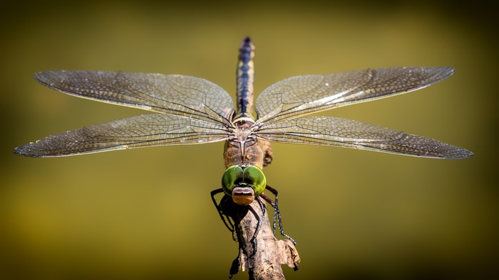 Dragonfly on a branch, close-up