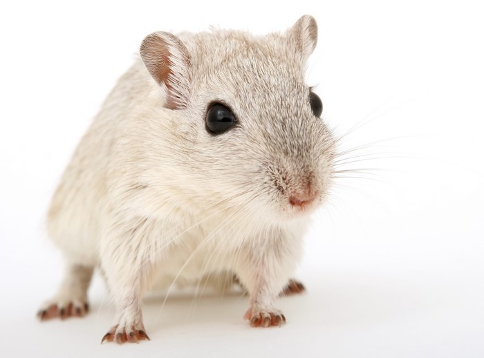 Gerbil with black eyes and whiskers on white background