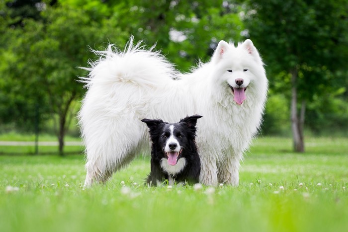 Samoyed dog and Border Collie in a park