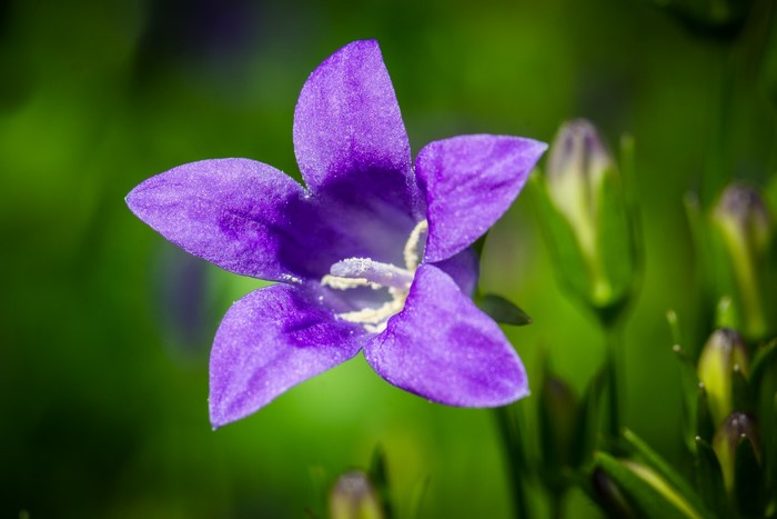 Purple bellflower with buds in bokeh