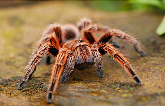 Close-up of a hairy tarantula spider