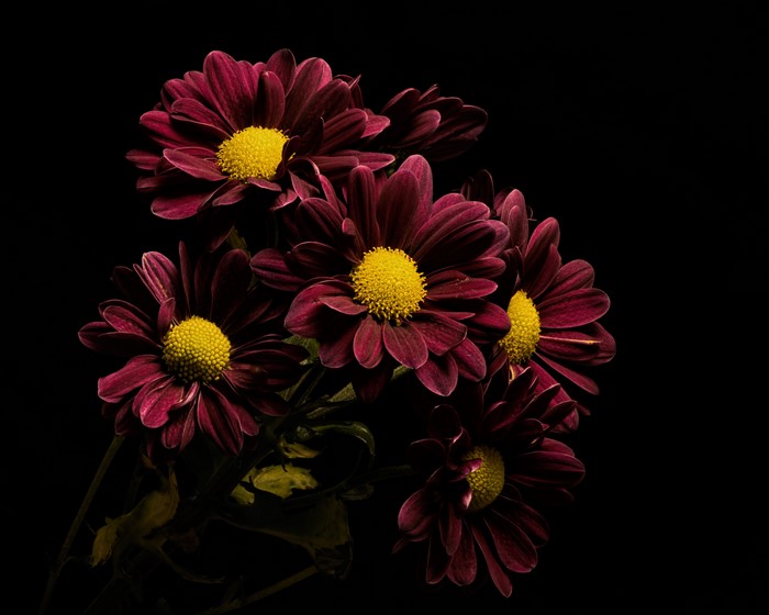 4K Wine Color Chrysanthemums on Black Background