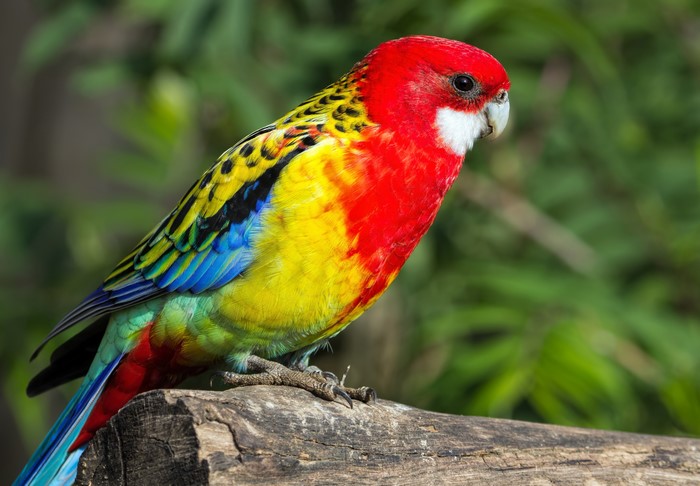 A colorful Rosella parrot perched on a log