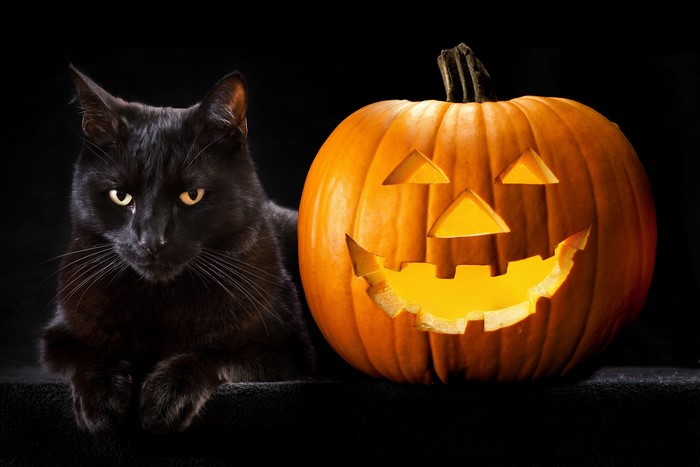 Black Cat and Halloween Pumpkin