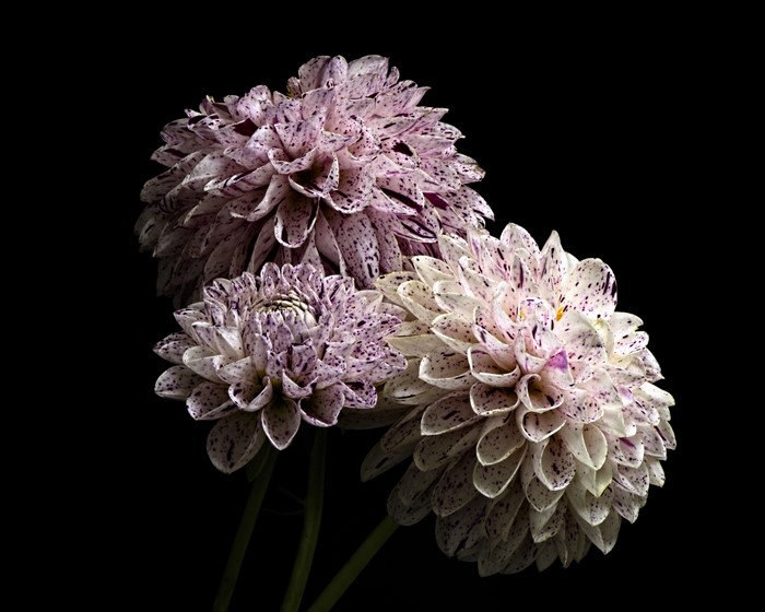 4K Closeup of Three Dahlias on Black Background