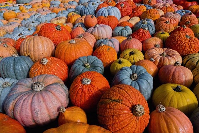 4K Ludwigsburg Pumpkin Festival Many Pumpkins