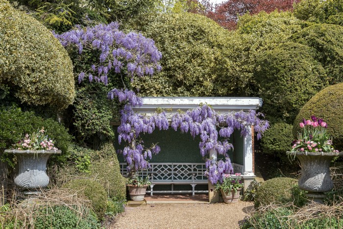Wisteria and Tulips at Ascott House Gardens, England