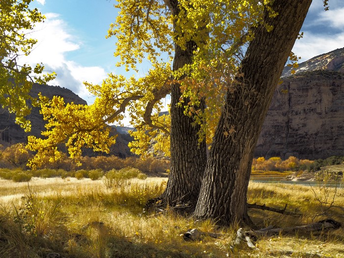 Autumn trees with yellow leaves in a canyon landscape