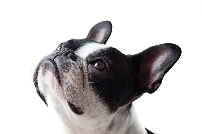 French Bulldog head closeup on white background
