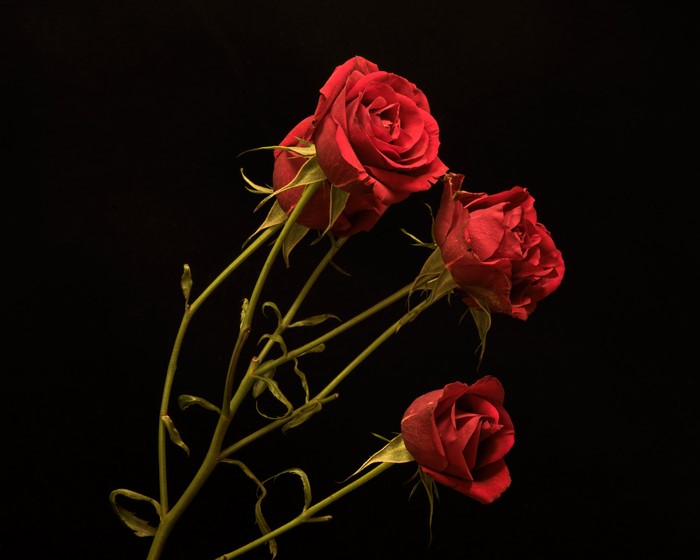 Three red roses on a black background