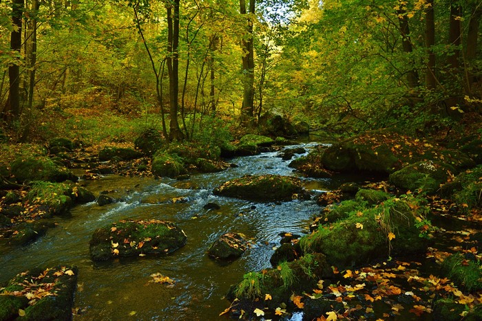 Autumn stream with mossy stones and foliage