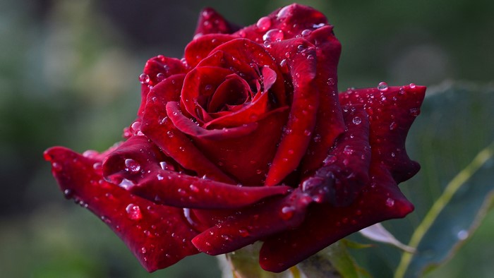4K Red Rose with Water Drops