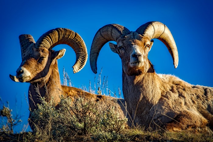 Two Bighorn Sheep with Large Horns