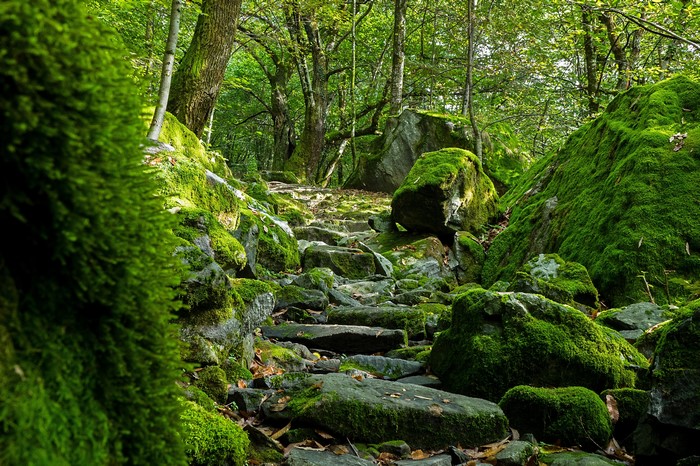Mossy Stones on a Forest Path