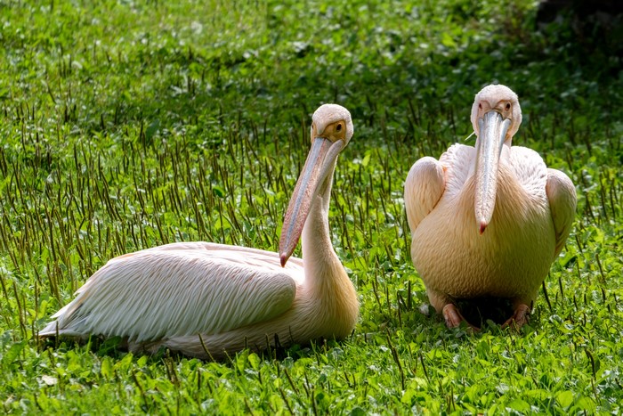 Two Pelicans on Green Grass