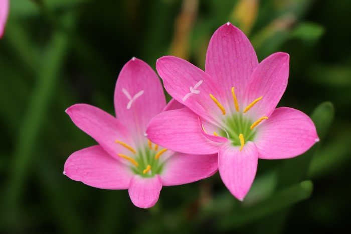 Pink Zephyranthes flowers closeup