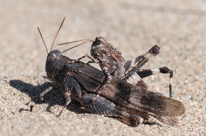 Two grasshoppers mating on sand