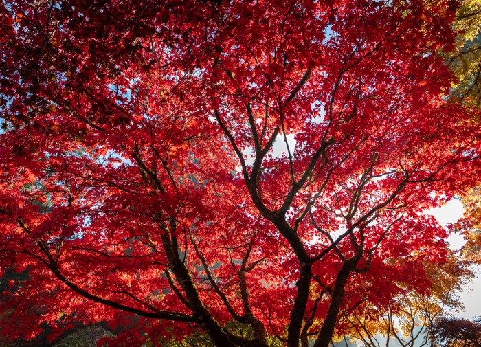 Red Maple Tree in Autumn