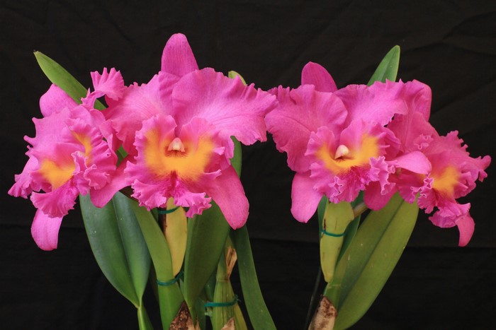 Pink Cattleya Orchids with Yellow Centers