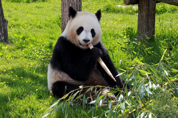 Panda eating bamboo in a grassy field