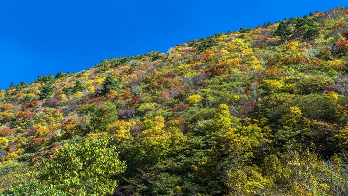 Autumn foliage on a mountain slope in Japan