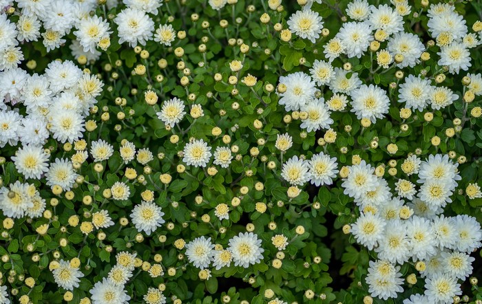 White Chrysanthemums with Buds