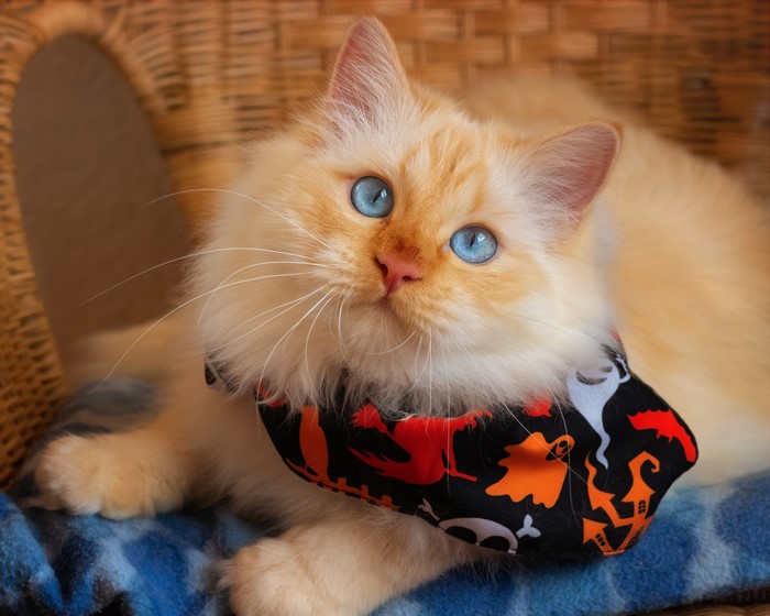 Fluffy cat with blue eyes wearing a Halloween bandana