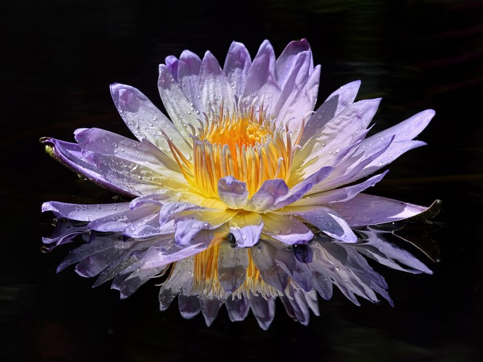 Purple water lily with yellow center and reflection