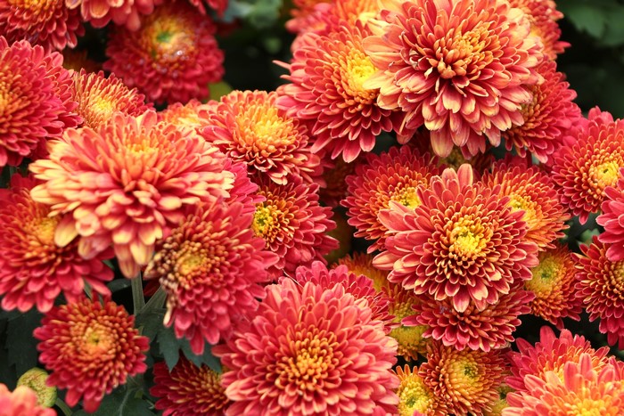 Close-up of many red and yellow chrysanthemums