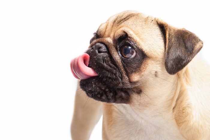 Pug dog with tongue sticking out