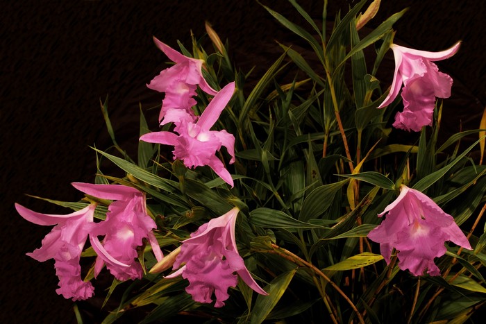 4K Sobralia macrantha Orchid Pink color