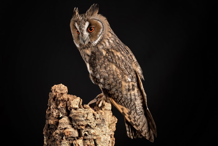 Northern Long-Eared Owl on Tree Stump