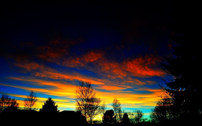 Silhouette of trees against a vibrant sunset sky