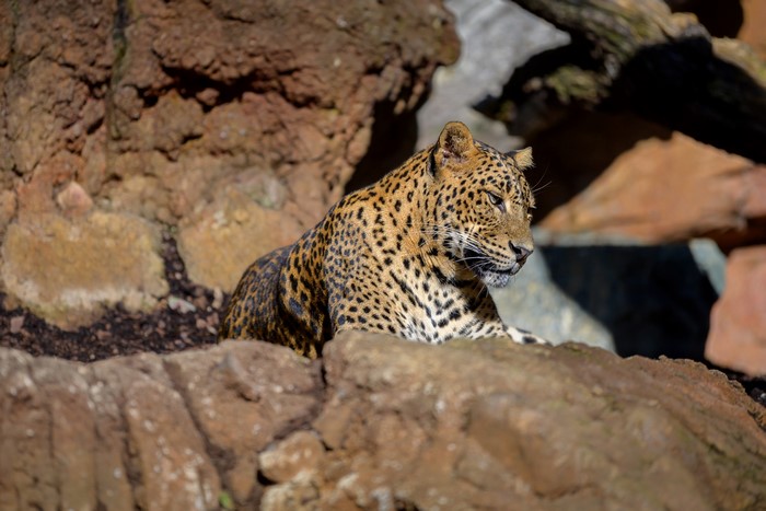 Leopard lying down on rocks