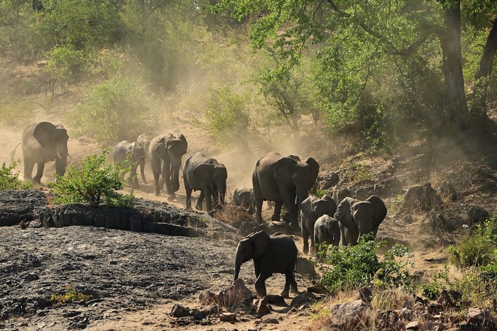 A herd of elephants walking on a dusty path