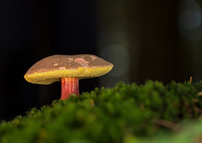Red boletus mushroom on moss with bokeh