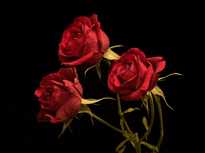 Three Red Roses on Black Background