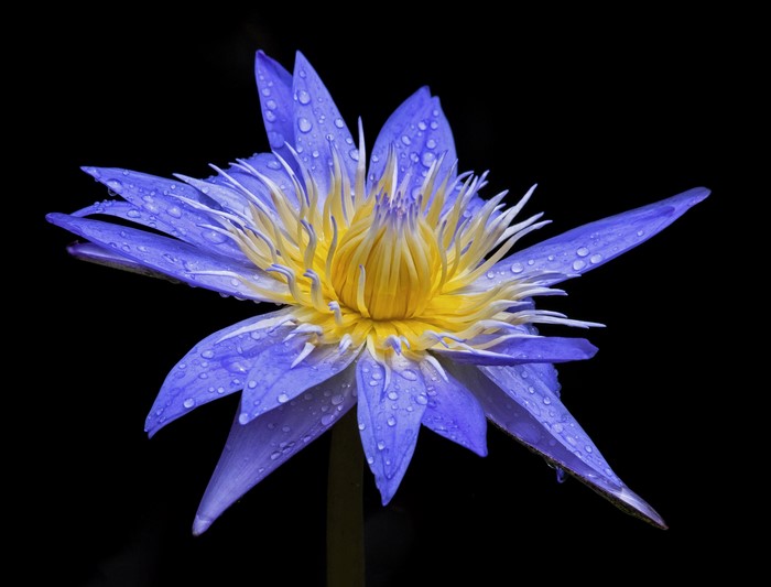 Blue lotus flower with water drops on black background