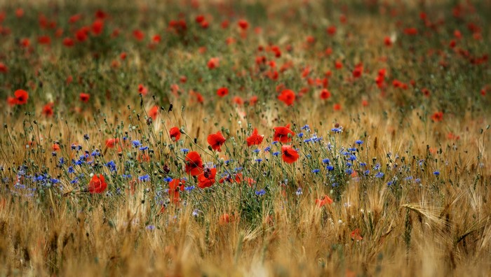 Field of Poppies and Cornflowers with Wheat