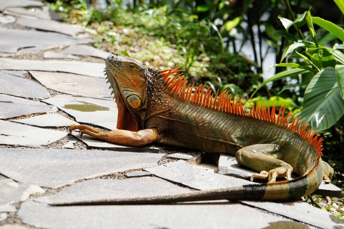 Green Iguana with Orange Spikes on Stone Path