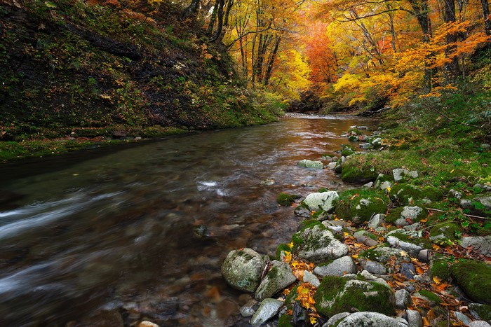 River flowing through an autumn forest with mossy stones