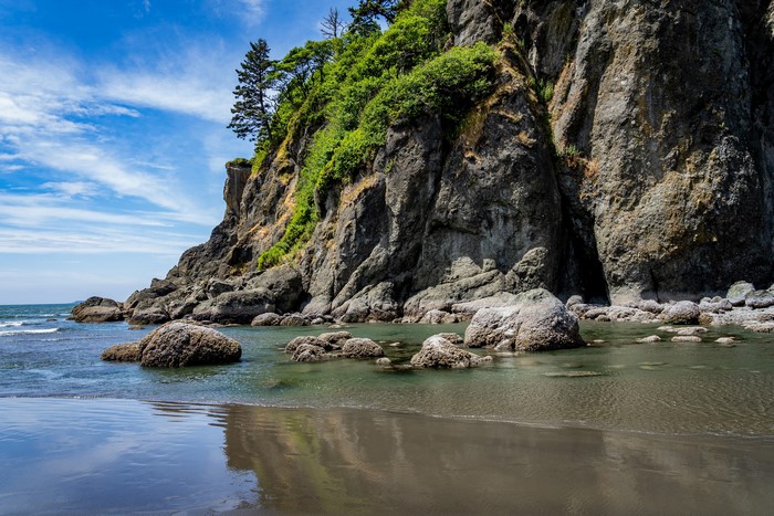 Rocky Coastline with Trees and Ocean
