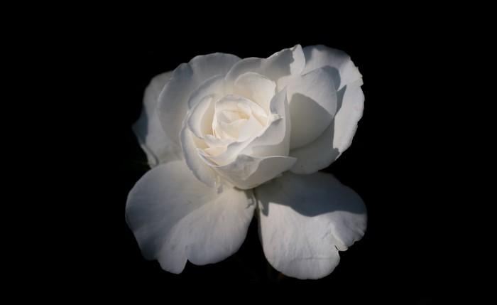 White rose on a black background