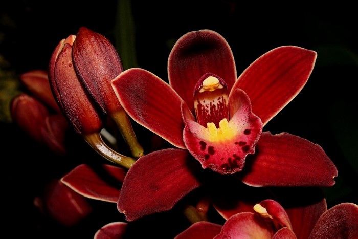 4K Red Orchid Closeup
