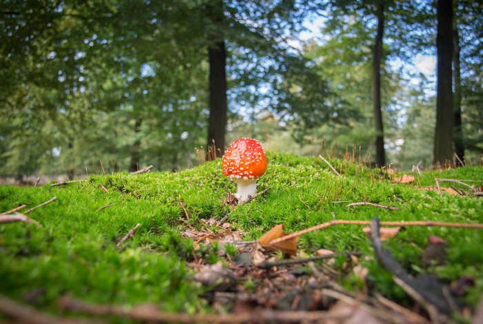 Amanita mushroom on moss in a forest