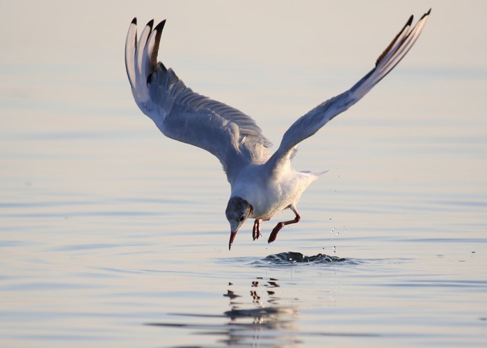 Seagull diving into water