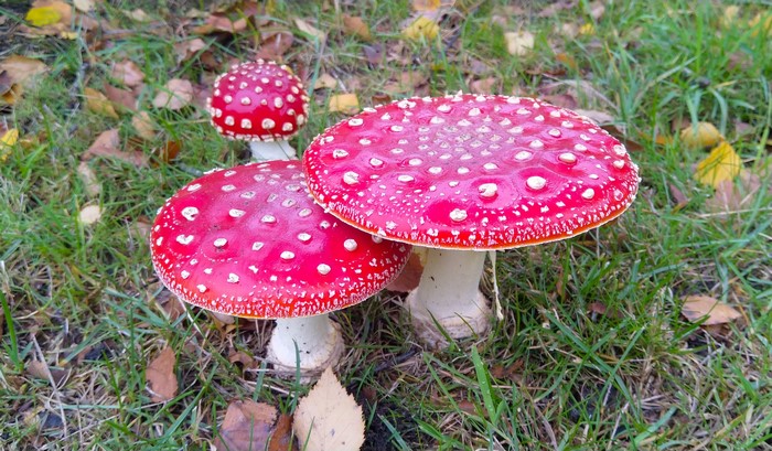 Three red and white spotted mushrooms in grass