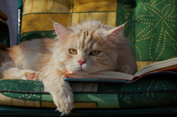 A fluffy ginger cat lies on a book